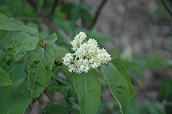 American Elder (Sambucus canadensis) at Bayport Flower Houses