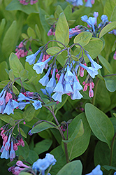 Virginia Bluebells (Mertensia virginica) at Bayport Flower Houses