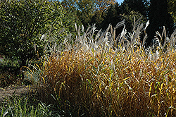 Maiden Grass (Miscanthus sinensis) at Bayport Flower Houses