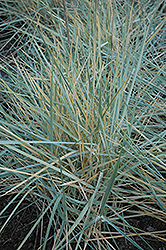 Blue Dune Lyme Grass (Leymus arenarius 'Blue Dune') at Bayport Flower Houses