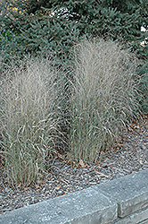 Shenandoah Reed Switch Grass (Panicum virgatum 'Shenandoah') at Bayport Flower Houses