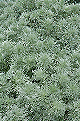 Silver Mound Artemesia (Artemisia schmidtiana 'Silver Mound') at Bayport Flower Houses