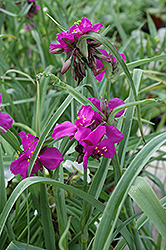 Red Grape Spiderwort (Tradescantia x andersoniana 'Red Grape') at Bayport Flower Houses