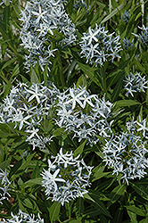 Blue Star Flower (Amsonia tabernaemontana) at Bayport Flower Houses