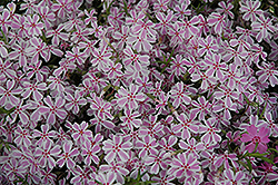 Candy Stripe Moss Phlox (Phlox subulata 'Candy Stripe') at Bayport Flower Houses
