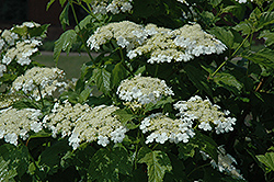 Highbush Cranberry (Viburnum trilobum) at Bayport Flower Houses