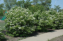 Highbush Cranberry (Viburnum trilobum) at Bayport Flower Houses