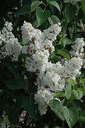 Fiala Remembrance Lilac (Syringa vulgaris 'Fiala Remembrance') at Bayport Flower Houses