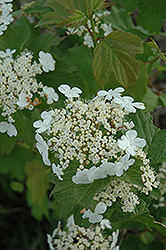 Wentworth Highbush Cranberry (Viburnum trilobum 'Wentworth') at Bayport Flower Houses