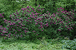 Charles Joly Lilac (Syringa vulgaris 'Charles Joly') at Bayport Flower Houses