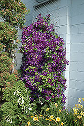 Jackmanii Superba Clematis (Clematis 'Jackmanii Superba') at Bayport Flower Houses