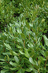 Northern Bayberry (Myrica pensylvanica) at Bayport Flower Houses