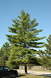 White Pine (Pinus strobus) at Bayport Flower Houses