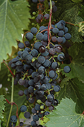 Frontenac Grape (Vitis 'Frontenac') at Bayport Flower Houses