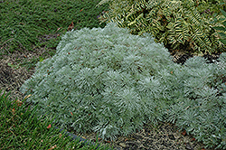 Silver Mound Artemesia (Artemisia schmidtiana 'Silver Mound') at Bayport Flower Houses