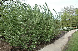 French Pussy Willow (Salix caprea) at Bayport Flower Houses