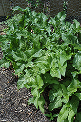 Italian Arum (Arum italicum) at Bayport Flower Houses