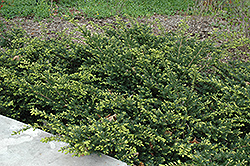Everlow Yew (Taxus x media 'Everlow') at Bayport Flower Houses
