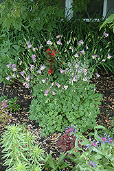 Common Columbine (Aquilegia vulgaris) at Bayport Flower Houses