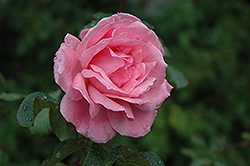 Queen Elizabeth Rose (Rosa 'Queen Elizabeth') at Bayport Flower Houses
