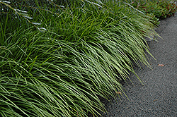 Lily Turf (Liriope spicata) at Bayport Flower Houses