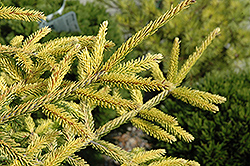Skylands Golden Spruce (Picea orientalis 'Skylands') at Bayport Flower Houses