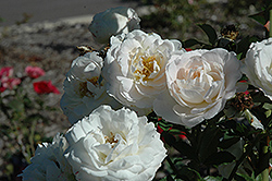 Snowdrift Rose (Rosa 'BAIrift') at Bayport Flower Houses