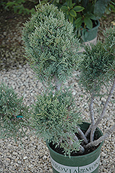 Hetz Blue Juniper (pom pom) (Juniperus chinensis 'Hetz Blue (pom pom)') at Bayport Flower Houses