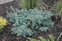 Procumbens Spruce (Picea pungens 'Procumbens') at Bayport Flower Houses