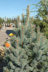 Iseli Fastigiate Spruce (Picea pungens 'Iseli Fastigiata') at Bayport Flower Houses