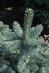 Baby Blue Eyes Spruce (Picea pungens 'Baby Blue Eyes') at Bayport Flower Houses