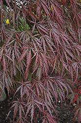 Tamukeyama Japanese Maple (Acer palmatum 'Tamukeyama') at Bayport Flower Houses