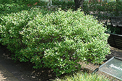 Jim Dandy Winterberry (Ilex verticillata 'Jim Dandy') at Bayport Flower Houses