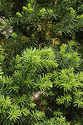 Hicks Yew (Taxus x media 'Hicksii') at Bayport Flower Houses