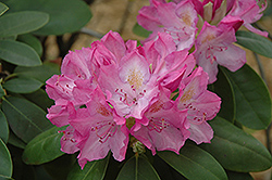 English Roseum Rhododendron (Rhododendron catawbiense 'English Roseum') at Bayport Flower Houses