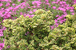 Verdon Dwarf Hinoki Falsecypress (Chamaecyparis obtusa 'Verdoni') at Bayport Flower Houses