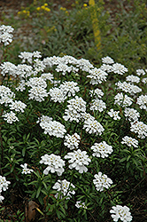 Purity Candytuft (Iberis sempervirens 'Purity') at Bayport Flower Houses