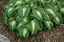 Night Before Christmas Hosta (Hosta 'Night Before Christmas') at Bayport Flower Houses