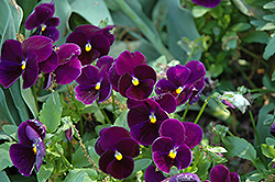 Matrix Purple Pansy (Viola 'PAS770616') at Bayport Flower Houses