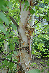 Heritage River Birch (Betula nigra 'Heritage') at Bayport Flower Houses
