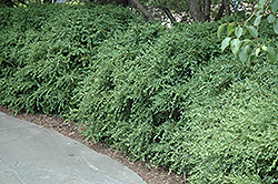 Wintergreen Boxwood (Buxus microphylla 'Wintergreen') at Bayport Flower Houses