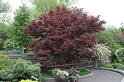 Bloodgood Japanese Maple (Acer palmatum 'Bloodgood') at Bayport Flower Houses