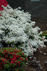 Delaware Valley White Azalea (Rhododendron 'Delaware Valley White') at Bayport Flower Houses