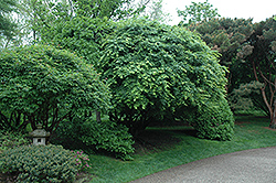 Japanese Maple (Acer palmatum) at Bayport Flower Houses