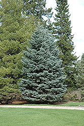 Mission Blue Colorado Spruce (Picea pungens 'Mission Blue') at Bayport Flower Houses