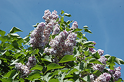 Michel Buchner Lilac (Syringa vulgaris 'Michel Buchner') at Bayport Flower Houses