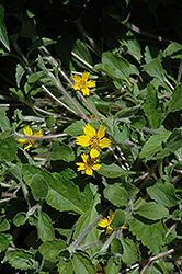 Eco Lacquered Spider Goldenstar (Chrysogonum virginianum 'Eco Lacquered Spider') at Bayport Flower Houses