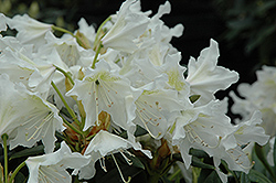 Cunningham White Rhododendron (Rhododendron 'Cunningham White') at Bayport Flower Houses