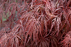 Crimson Queen Japanese Maple (Acer palmatum 'Crimson Queen') at Bayport Flower Houses