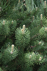 Oregon Green Austrian Pine (Pinus nigra 'Oregon Green') at Bayport Flower Houses